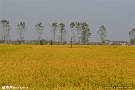 金色稻田摄影图__田园风光_自然景观_摄影图库_昵图网nipic.com