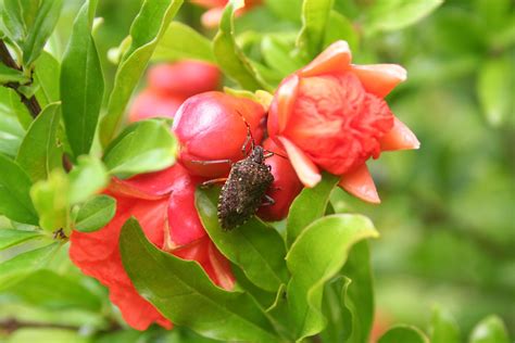 What Attracts Stink Bugs
