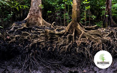 Image result for Root Rot Plum Tree