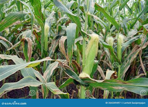 Plant Disease, Corn Leaf Blight from Fungus Stock Image - Image of ...