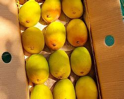 ONE INDIA ORGANIC UTPAD LIMITED | MSME B2B Portal | msmemart.com