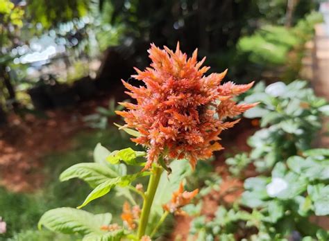 Image result for Redmi Note 13 Camera Sample