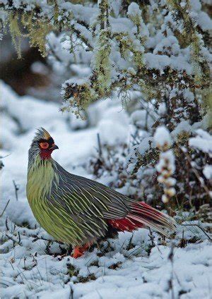 Buy Winged Fire: A Celebration of Indian Birds, Part 3 of The Indian ...