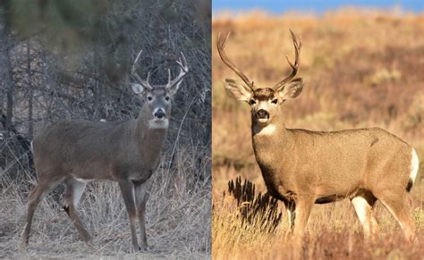Mule Deer vs. Whitetails: How to Tell Them Apart - hoptraveler