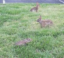 Image result for Spring+Baby+Bunnies