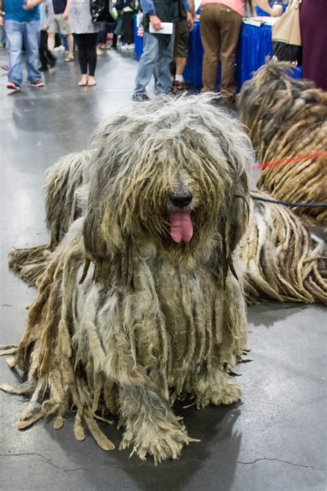 Image result for Rarest Dogs