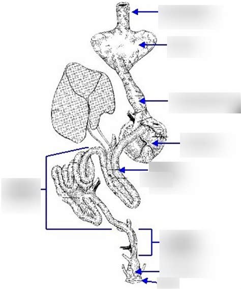 Image result for Bird Digestive System