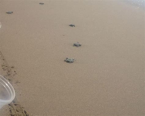 TURTLE TOURS MAZATLAN (2026) All You Need to Know BEFORE You Go (with ...