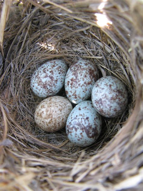 House Sparrow Nest And Eggs