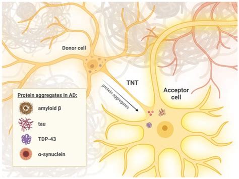 Potential Mechanisms of Tunneling Nanotube Formation and Their Role in ...