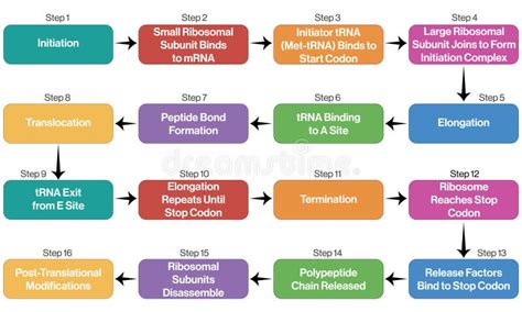 Image result for Translation Process Biology