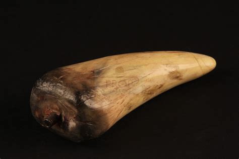The Prop Gallery | Spinosaurus tooth
