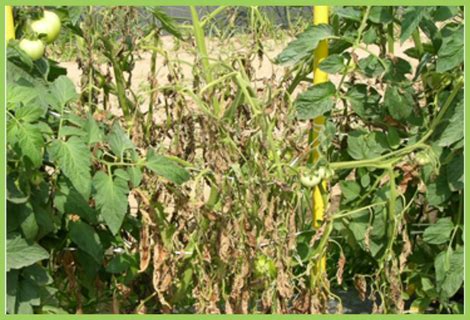 Tomato Bacterial Wilt | Tomato Disease | Symptoms & Control Measures ...