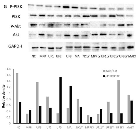 Protective Effect of Fucoidan against MPP+-Induced SH-SY5Y Cells ...