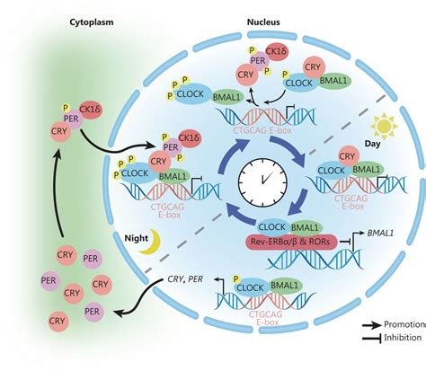 The Molecular Circadian Clock Mechanism The Core