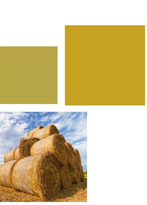 HAP - Welcome to Hatsun Agro Product Ltd - India's leading private dairy