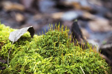 Nonvascular Plants Definition And Examples at Mary Gifford blog