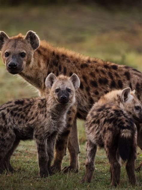 African Spotted Hyena