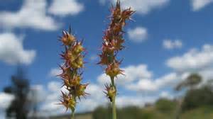 New Don’s Deli opens in Conway, SC location. it has a bakery | Myrtle ...