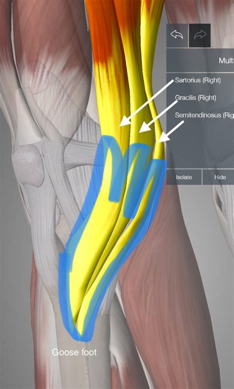 Kuvatulokset haulle pes anserine bursitis