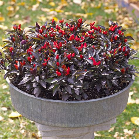 Pepper Definition Plant at Tina Lown blog