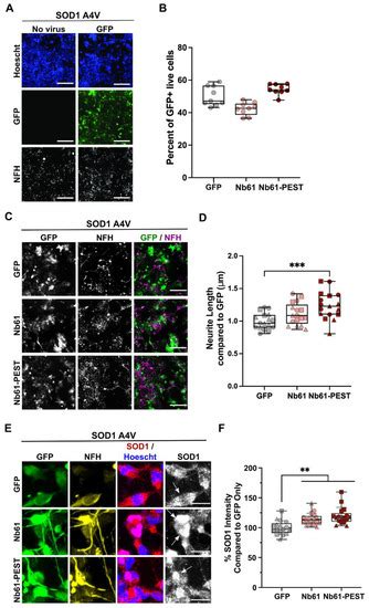 Anti-SOD1 Nanobodies That Stabilize Misfolded SOD1 Proteins Also ...