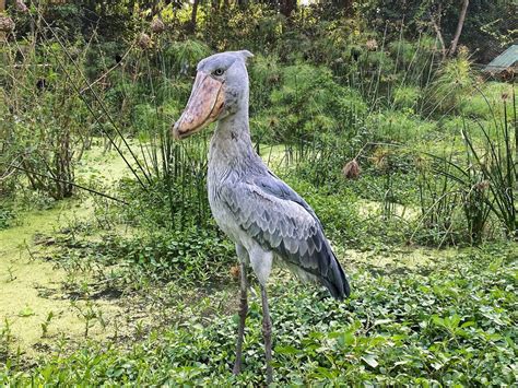 The Unique and Endangered Shoebill