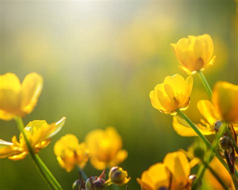 Spring Flowering 的图像结果