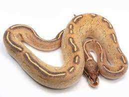 Highway Ball Python 的图像结果