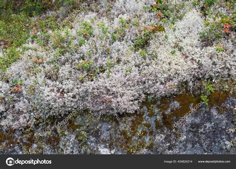 Lichens And Mosses Tundra