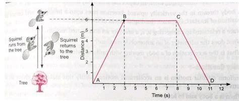Calculate the average speed of squirrel for its entire journey. 6.7 m ...