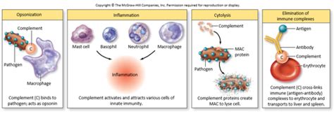 Complement Responsible For 的图像结果