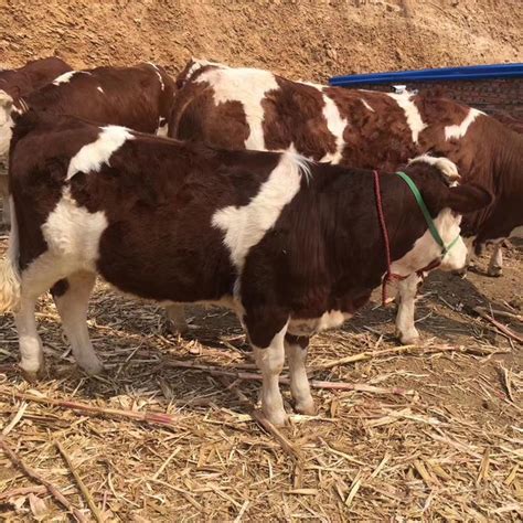 5个月的西门塔尔小母牛 四平 福成五丰-食品商务网
