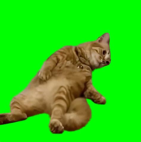 Tired Cat meme - Exhausted Cat meme (Green Screen) | CreatorSet
