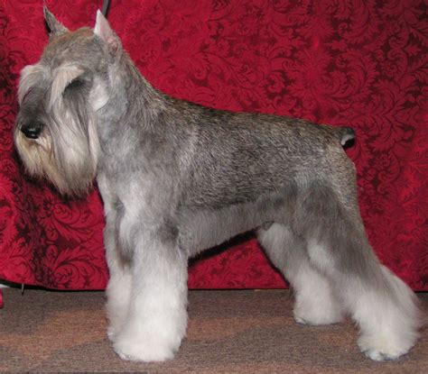 great haircut. Correcto corte de schnauzer Schnauzer Cut, Schnauzer ...