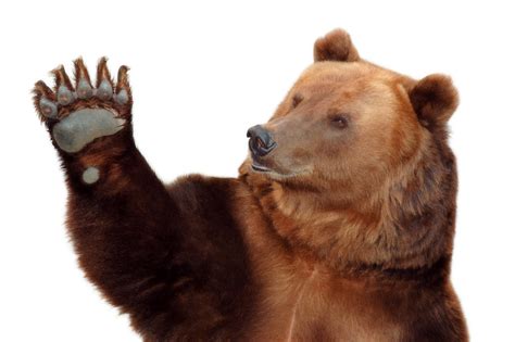 Download wallpaper paw, bear, bear, white background, section animals ...