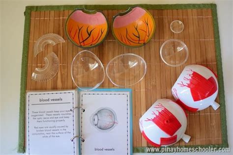 Image result for Science Eye Projects Tutorial