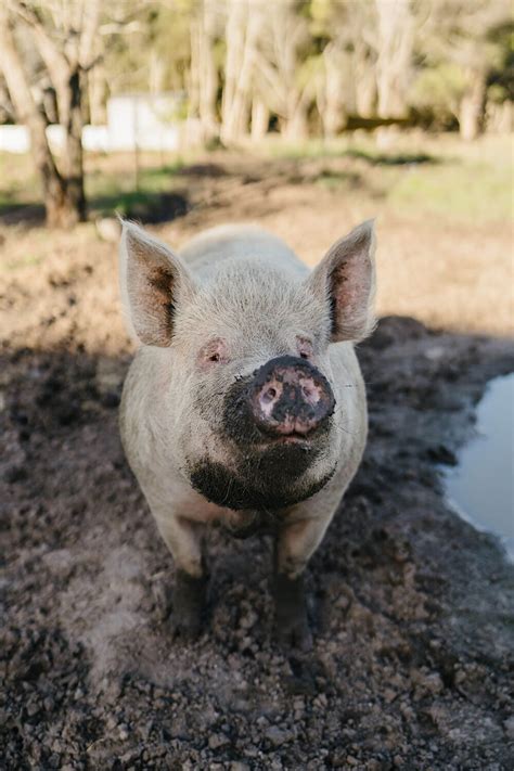 Image result for Computer Network Monitor Pork