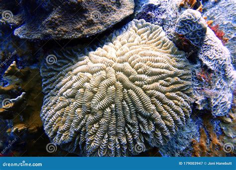 Phylum Cnidaria Coral
