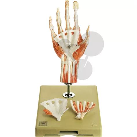 Chirurgisches Handmodell SOMSO®-Modell | CONATEX Lehrmittel