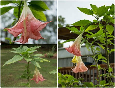 A Breath of Nature: First Angel Trumpet Blooms