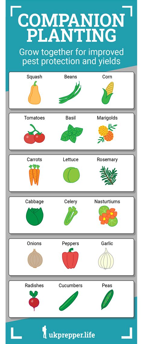 Companion Planting in 2024 | Garden companion planting, Companion ...