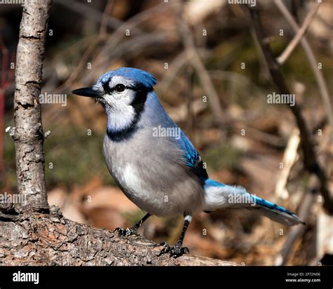 Blue Jay bird close-up profile view, perched with a blur background ...