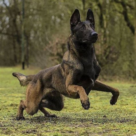 14 amazing facts about belgian malinois – Artofit
