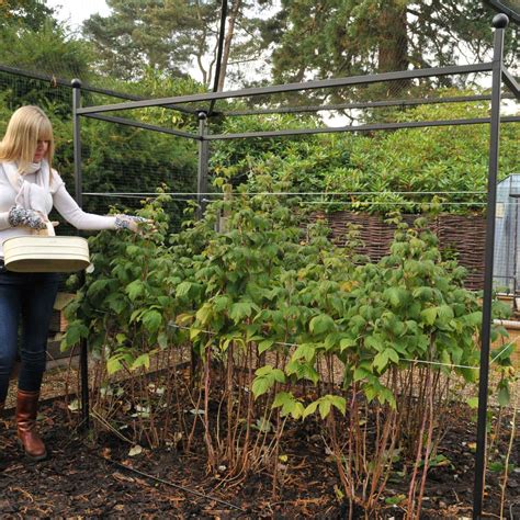 Image result for How to Make Raspberry Support Using Calf Panels