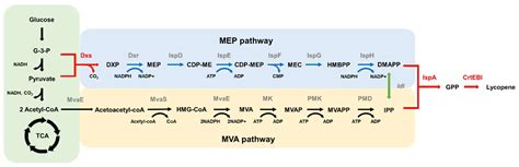 Enhanced Lycopene Production in Escherichia coli by Expression of Two ...