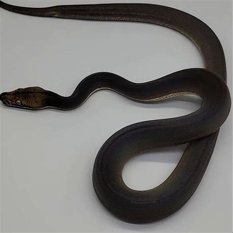 Retic Python Bite 的图像结果