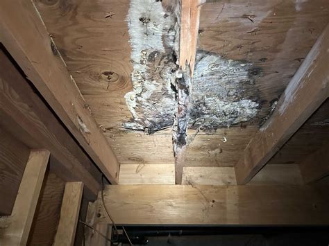Crawl Space Mold Removal in Bothell, WA