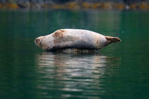Marine Mammals - Alaska Wildland Adventures