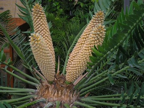 Encephalartos altensteinii - Oostkaapse broodboom, Eastern Cape giant ...